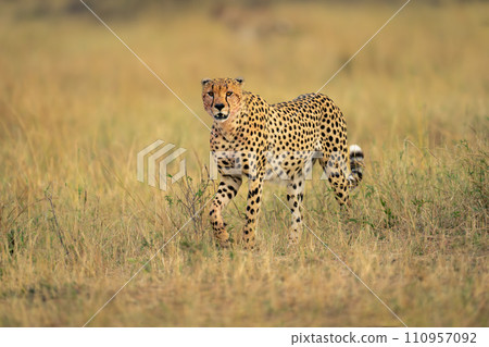 Cheetah walks across savannah in long grass Cheetah walks across savannah in long grass 110957092