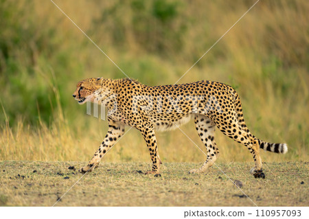 Cheetah walks across short grass in profile 110957093