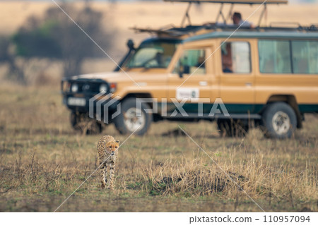 Cheetah walks away from jeep on grassland Cheetah walks away from jeep on grassland 110957094