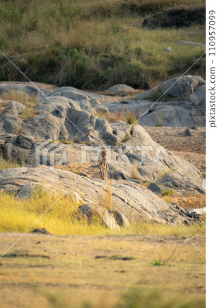 Cheetah walks over rocks straight towards camera 110957099