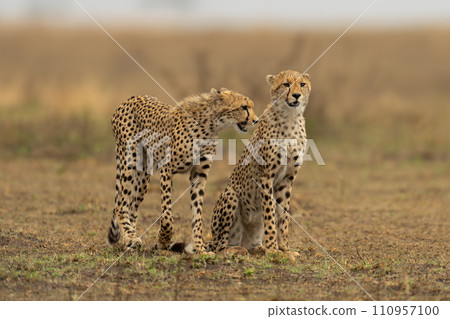 Cheetah walks past another sitting on savannah Cheetah walks past another sitting on savannah 110957100