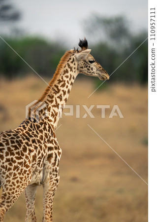 Close-up of baby Masai giraffe standing staring Close-up of baby Masai giraffe standing staring 110957111