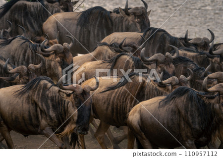Close-up of blue wildebeest galloping along riverbank 110957112