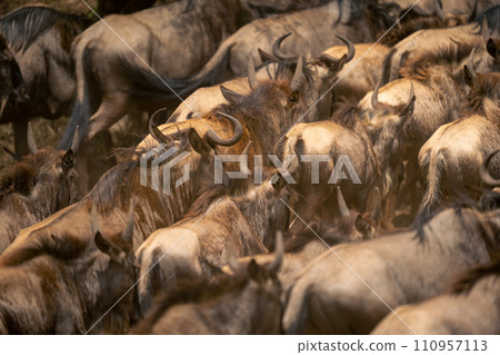 Close-up of blue wildebeest herd packed together Close-up of blue wildebeest herd packed together 110957113