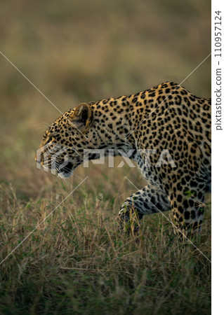 Close-up of female leopard walking through grass 110957124