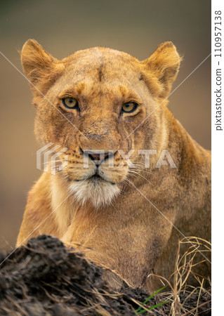 Close-up of lioness lying near muddy bank Close-up of lioness lying near muddy bank 110957138