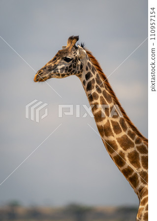 Close-up of Masai giraffe neck and head Close-up of Masai giraffe neck and head 110957154