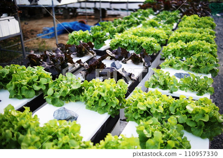 Hydroponic organic vegetables salad garden cultivation at home garden Hydroponic organic vegetables salad garden cultivation at home garden 110957330