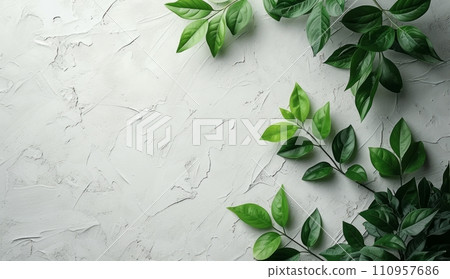 a plant with green leaves on a white wall 110957686