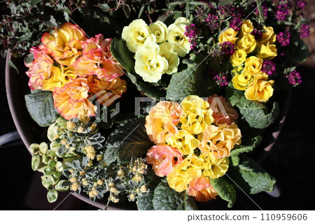 A collection of rose-blooming Julians 110959606