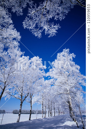 Tree-lined road of hoarfrost 110959653