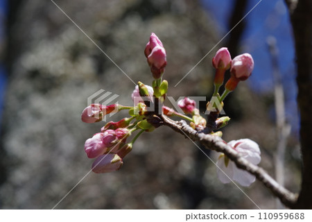 [Spring image] Swelling Someiyoshino buds 110959688