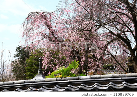 櫻花在寺廟 110959709