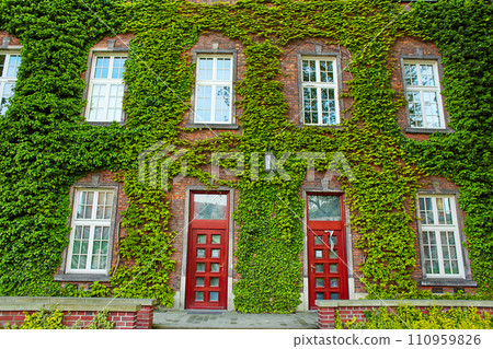 A building made of old red brick with lush green ivy climbing over it on the old Zamek Krolewski na Wawelu castle in the center of Krakow. A building made of old red brick with lush green ivy climbing over it on the old Zamek Krolewski na Wawelu castle in the center of Krakow. 110959826