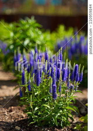 Stems with beautiful purple flowers grow in a flower bed in the park. 110959844