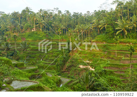 Picturesque rice terraces on the popular tourist island of Bali. Picturesque rice terraces on the popular tourist island of Bali. 110959922
