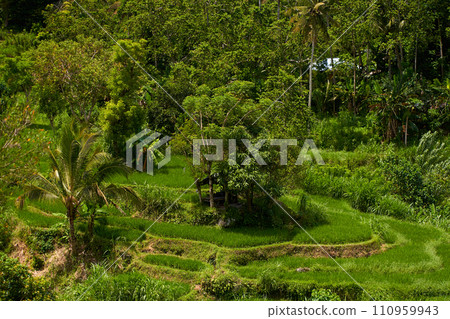 Panorama of the amazing landscape of Asian rice terraces. Palm trees in a rice paddy on the island of Bali. A view of the bright green rice fields. Panorama of the amazing landscape of Asian rice terraces. Palm trees in a rice paddy on the island of Bali. A view of the bright green rice fields. 110959943
