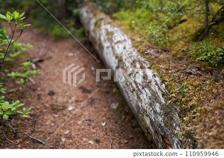 An old dry coniferous tree fell in a mountain forest on the shore of a lake An old dry coniferous tree fell in a mountain forest on the shore of a lake 110959946