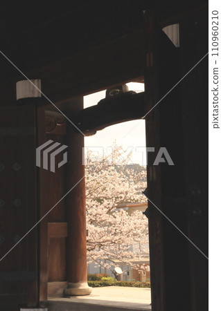 在山門的櫻桃 110960210