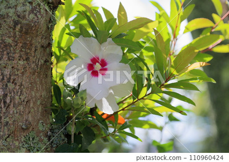 Mukugawa no Hana Mukugawa no Hana 110960424