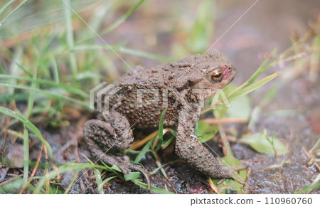 A frog on the ground, close-up A frog on the ground, close-up 110960760