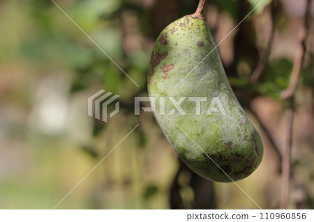Blue fruit of Akebia mitsuba 110960856