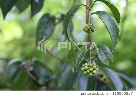 blue berries of sagebrush 110960857