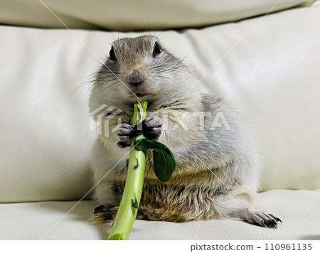 Richardson ground squirrel eating broccoli 110961135