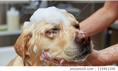 Adorable dog showering with shampoo in grooming salon, funny pet bathing portrait Adorable dog showering with shampoo in grooming salon, funny pet bathing portrait 110961206