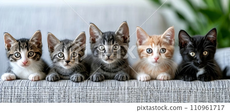 Group of cute and colorful cat kittens sitting together in a row, domestic pet animals 110961717