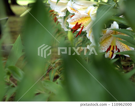 Mountain lily blooming in July Mountain lily blooming in July 110962000