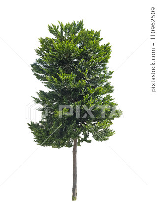 Black Ebony (Diospyros buxifolia) plant Black Ebony (Diospyros buxifolia) plant 110962509