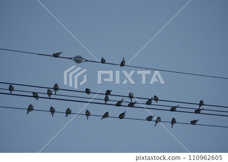 鳥停在電線上 鳥停在電線上 110962605