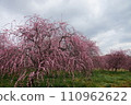 White clouds and pink plum blossoms 110962622