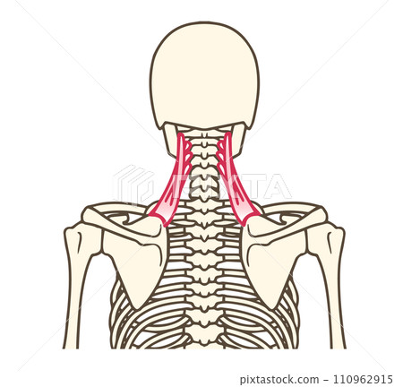 肩胛提肌 肩胛提肌 110962915