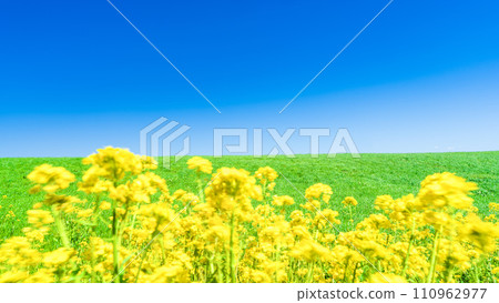 油菜花和春光明媚的高原自然風光(肥後田路)“產山農場週邊(阿蘇郡產山村)” 油菜花和春光明媚的高原自然風光(肥後田路)“產山農場週邊(阿蘇郡產山村)” 110962977