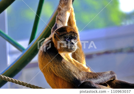 北海道旭川市旭山動物園的傑弗裡蜘蛛猴 110963037