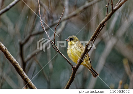 雪天雪雀棲息在樹枝上 110963062