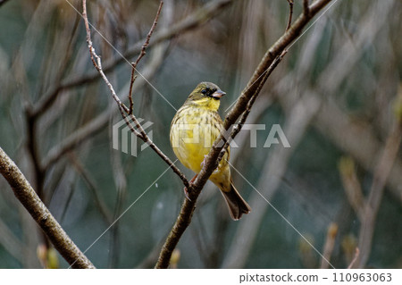 雪天雪雀棲息在樹枝上 110963063