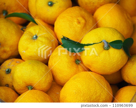 Freshly harvested yuzu Freshly harvested yuzu 110963699