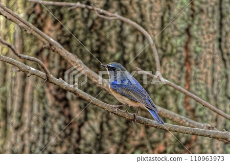 捕蠅器棲息在樹枝上♂ 捕蠅器棲息在樹枝上♂ 110963973