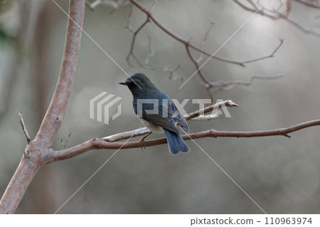 捕蠅器棲息在樹枝上♂ 捕蠅器棲息在樹枝上♂ 110963974