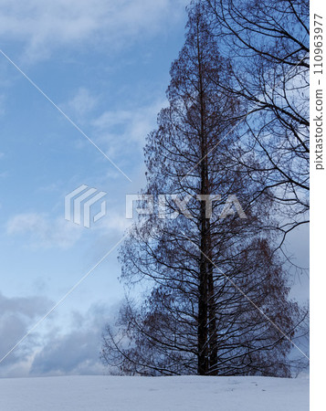 下雪的早晨,柏科水杉樹形狀 下雪的早晨,柏科水杉樹形狀 110963977