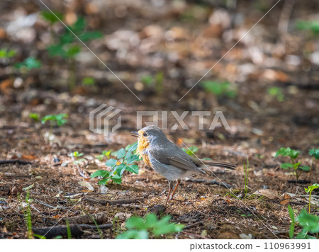 European Robin, Erithacus rubecula, song bird sits on ground in the spring forest or park 110963991