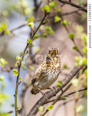 A fieldfare chick, Turdus pilaris, has left the nest and is sitting on a branch. A chick of fieldfare sitting and waiting for a parent on a branch. A fieldfare chick, Turdus pilaris, has left the nest and is sitting on a branch. A chick of fieldfare sitting and waiting for a parent on a branch. 110963993