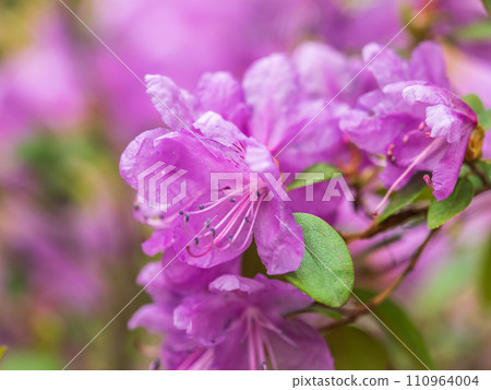 Pink flowers of Siberian rhododendron copy space. Rhododendron dauricum. Spring flowering of Altai rhododendron. Pink flowers of Siberian rhododendron copy space. Rhododendron dauricum. Spring flowering of Altai rhododendron. 110964004