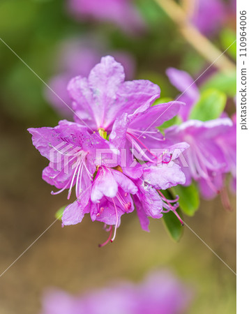Pink flowers of Siberian rhododendron copy space. Rhododendron dauricum. Spring flowering of Altai rhododendron. 110964006