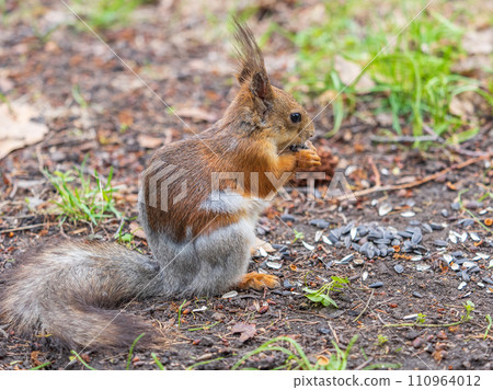 Squirrel eats a nut while sitting in green grass. Eurasian red squirrel, Sciurus vulgaris 110964012