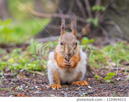 Squirrel eats a nut while sitting in green grass. Eurasian red squirrel, Sciurus vulgaris Squirrel eats a nut while sitting in green grass. Eurasian red squirrel, Sciurus vulgaris 110964013