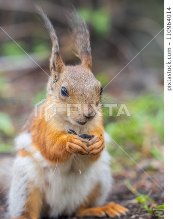 Squirrel eats a nut while sitting in green grass. Eurasian red squirrel, Sciurus vulgaris 110964014